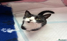 British Shorthair cats for sale: Gorgeous Girl 2 years old!!  - Image 3