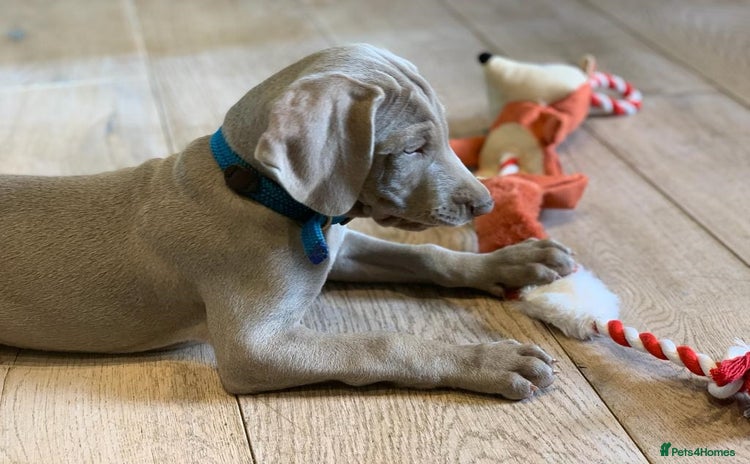 Weimaraner dogs - Advert 1