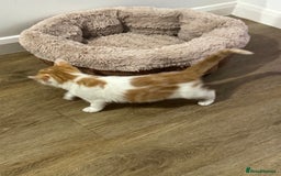 Mixed Breed cats for sale: Mixed breed Kittens  - Image 9