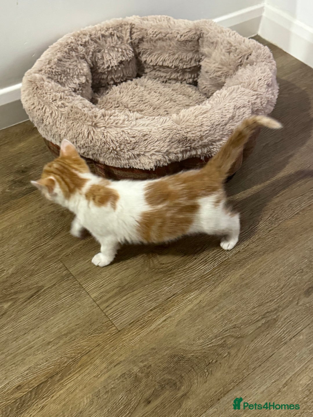 Mixed Breed cats for sale: Mixed breed Kittens  - Image 9