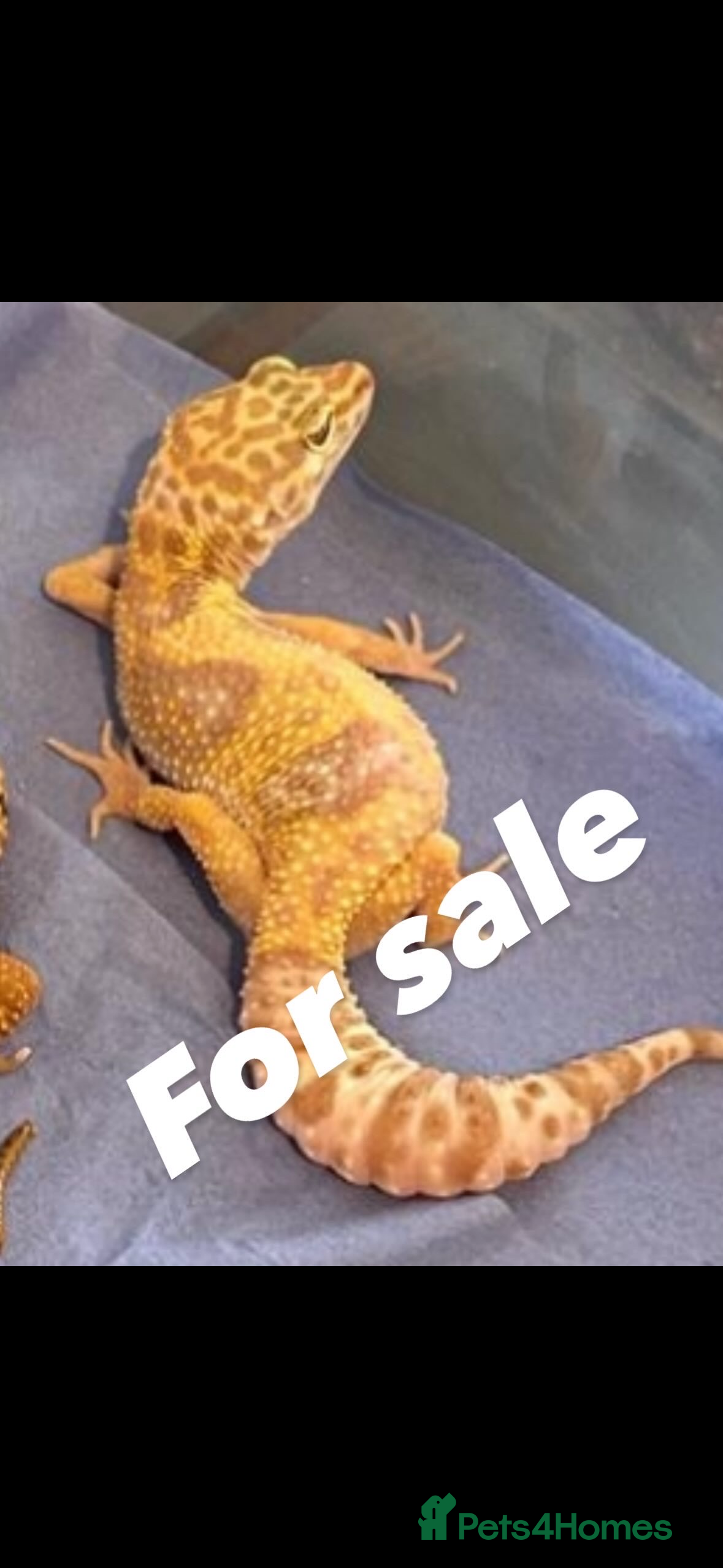 Gecko reptiles Leopard geckos breeding pair proven  - Advert 1