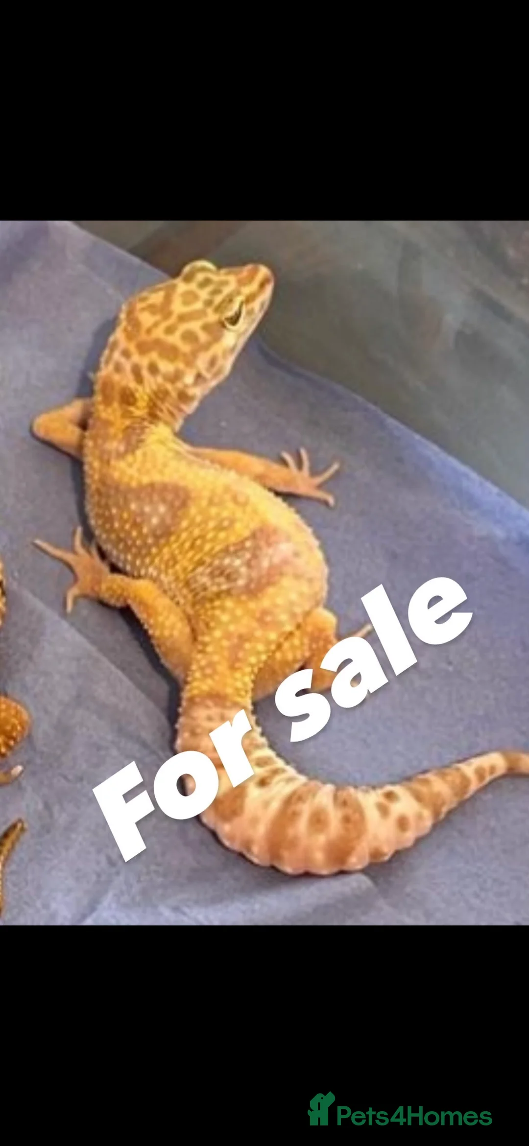 Gecko reptiles for sale: Leopard geckos breeding pair proven  - Advert 1