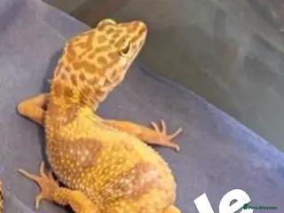 Gecko reptiles Leopard geckos breeding pair proven - Advert 6