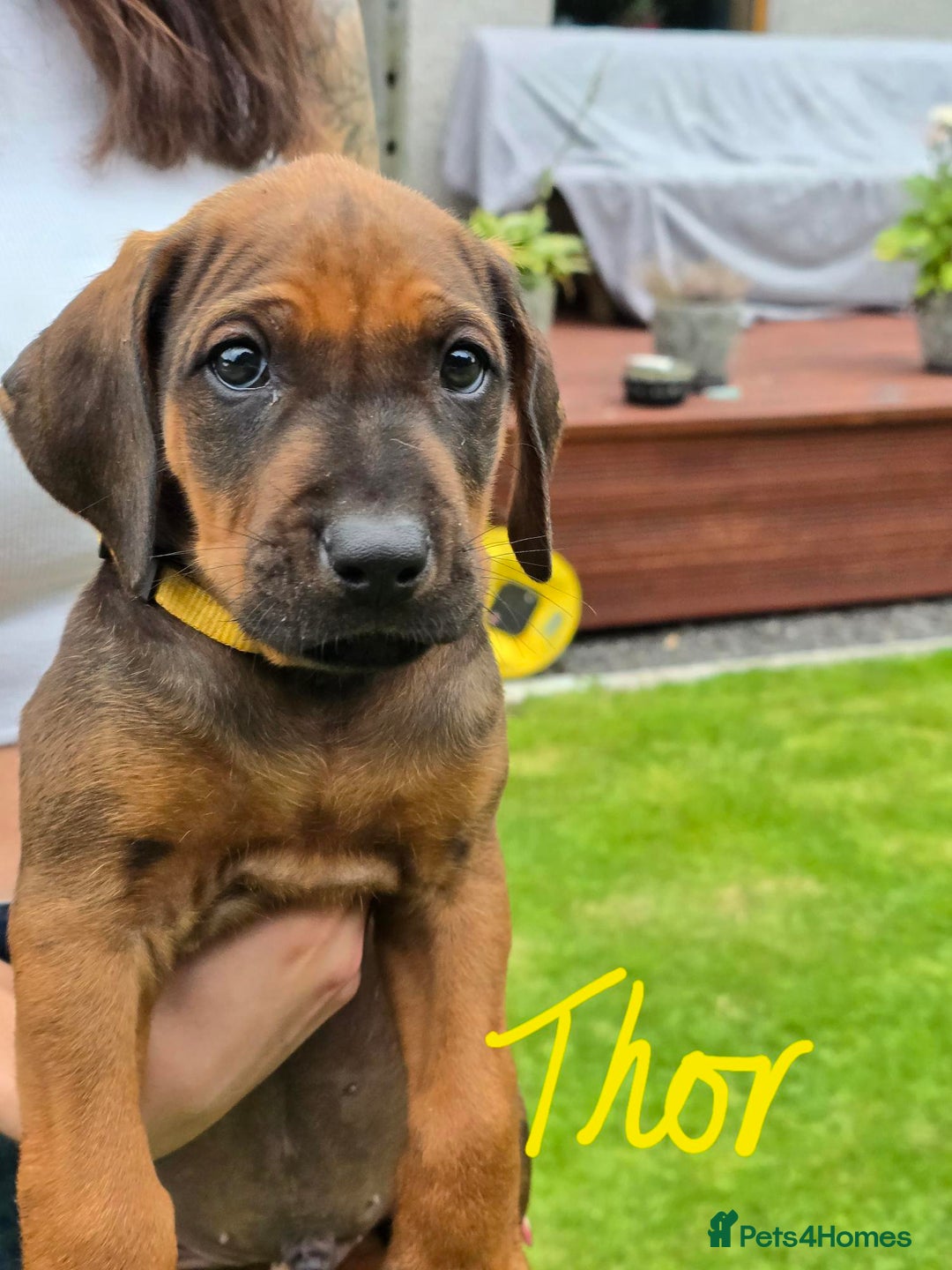 Rhodesian Ridgeback dogs for sale: Stunning Rhodesian RidgeBack Pups.. - Image 10
