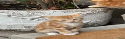 Bengal cats for sale: 5 beautiful mixed Bengal and Russian Angora. - Advert 7