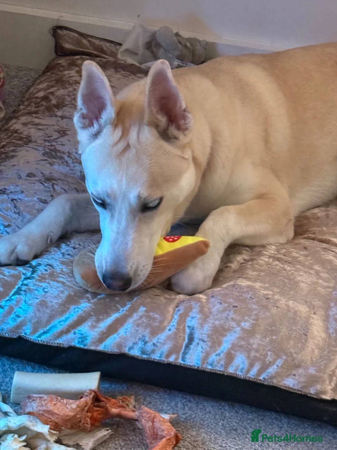 Mixed Breed dogs for sale: Rocky  - Advert 1