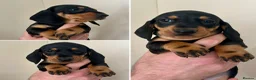 Dachshund dogs for sale: Standard Smooth Coat Dachshunds in Diss - Advert 12