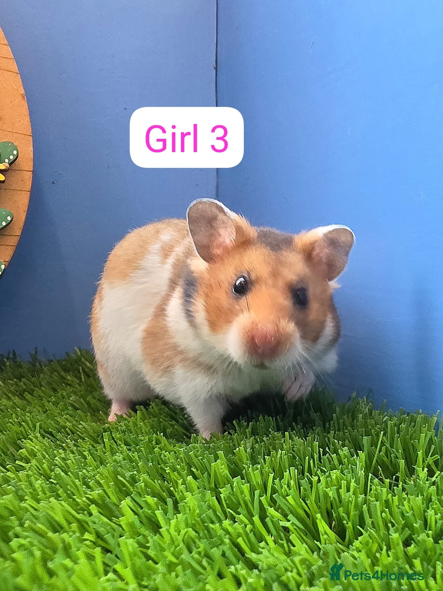 Hamster rodents Baby Syrian Hamster Male Female Boy Girl Pedigree  - Advert 1