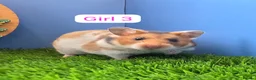 Hamster rodents for sale: Baby Syrian Hamster Male Female Boy Girl Pedigree  - Advert 1