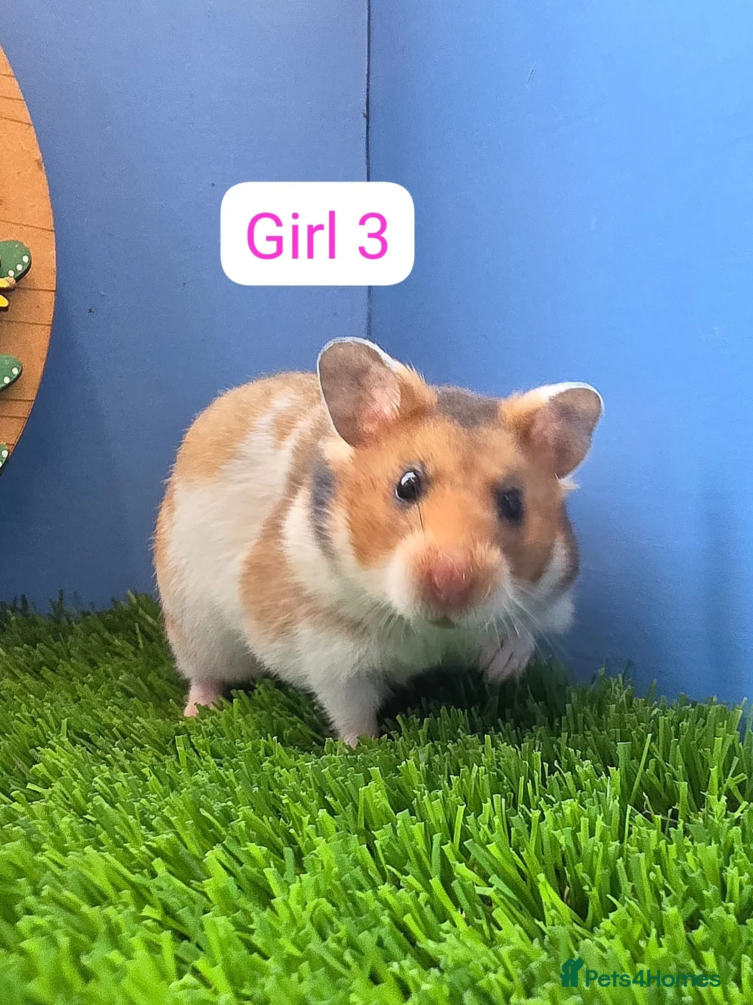 Hamster rodents for sale: Baby Syrian Hamster Male Female Boy Girl Pedigree  - Advert 1