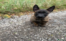 Belgian Shepherd Dog dogs for sale: Dutch herder puppies  - Image 32