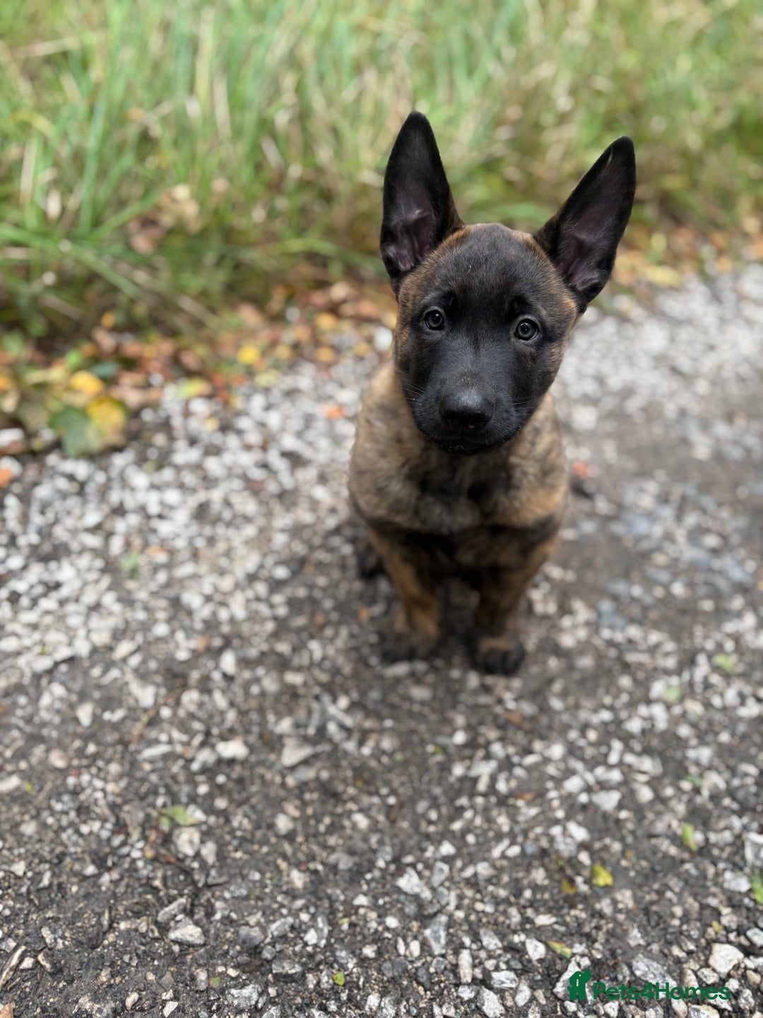 Belgian Shepherd Dog dogs for sale: Dutch herder puppies  - Image 32