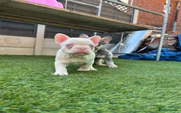 French Bulldog dogs for sale: Pink French bulldog puppies - Image 5