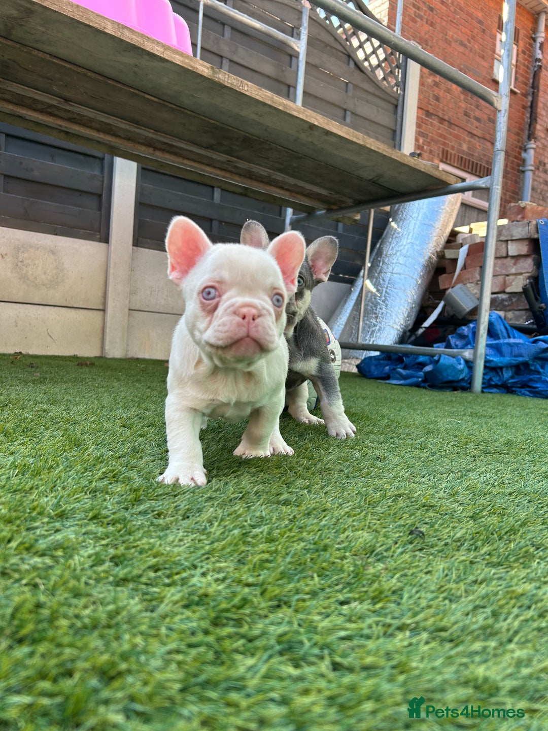 French Bulldog dogs for sale: Pink French bulldog puppies - Image 5