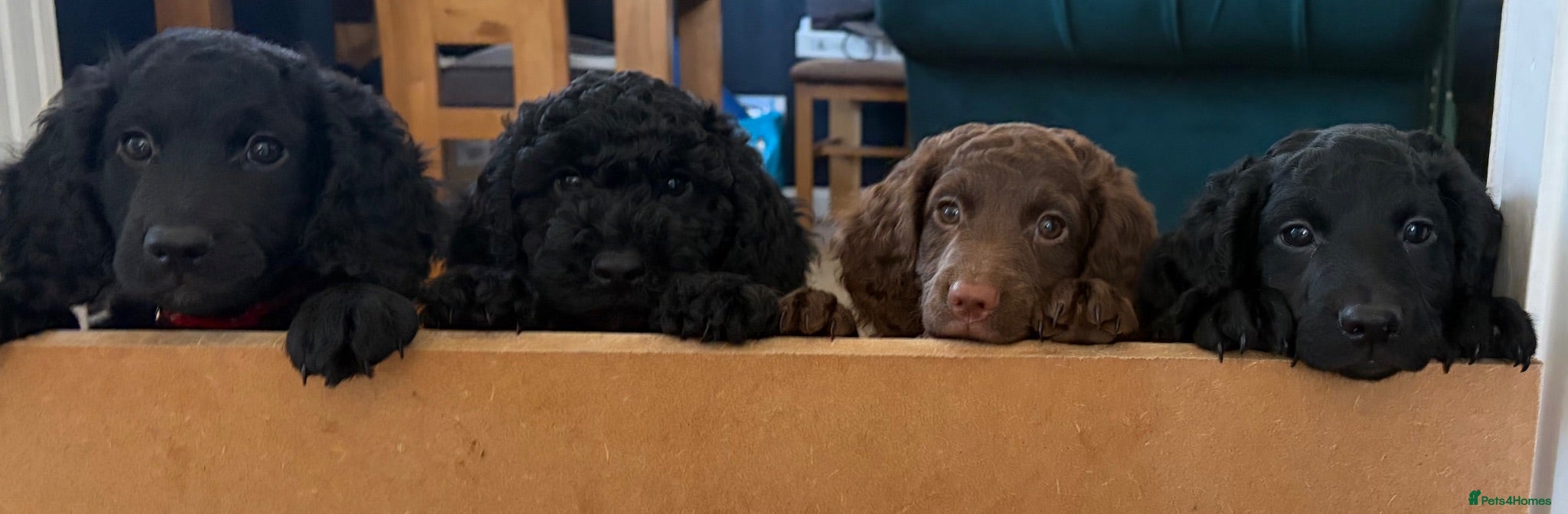 Cockapoo dogs Gorgeous Cockerpoo-Cross puppies, Mum+Dad our pets - Advert 2