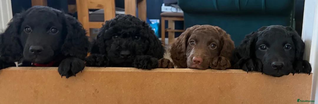 Cockapoo dogs for sale: Gorgeous Cockerpoo-Cross puppies, Mum+Dad our pets - Advert 2