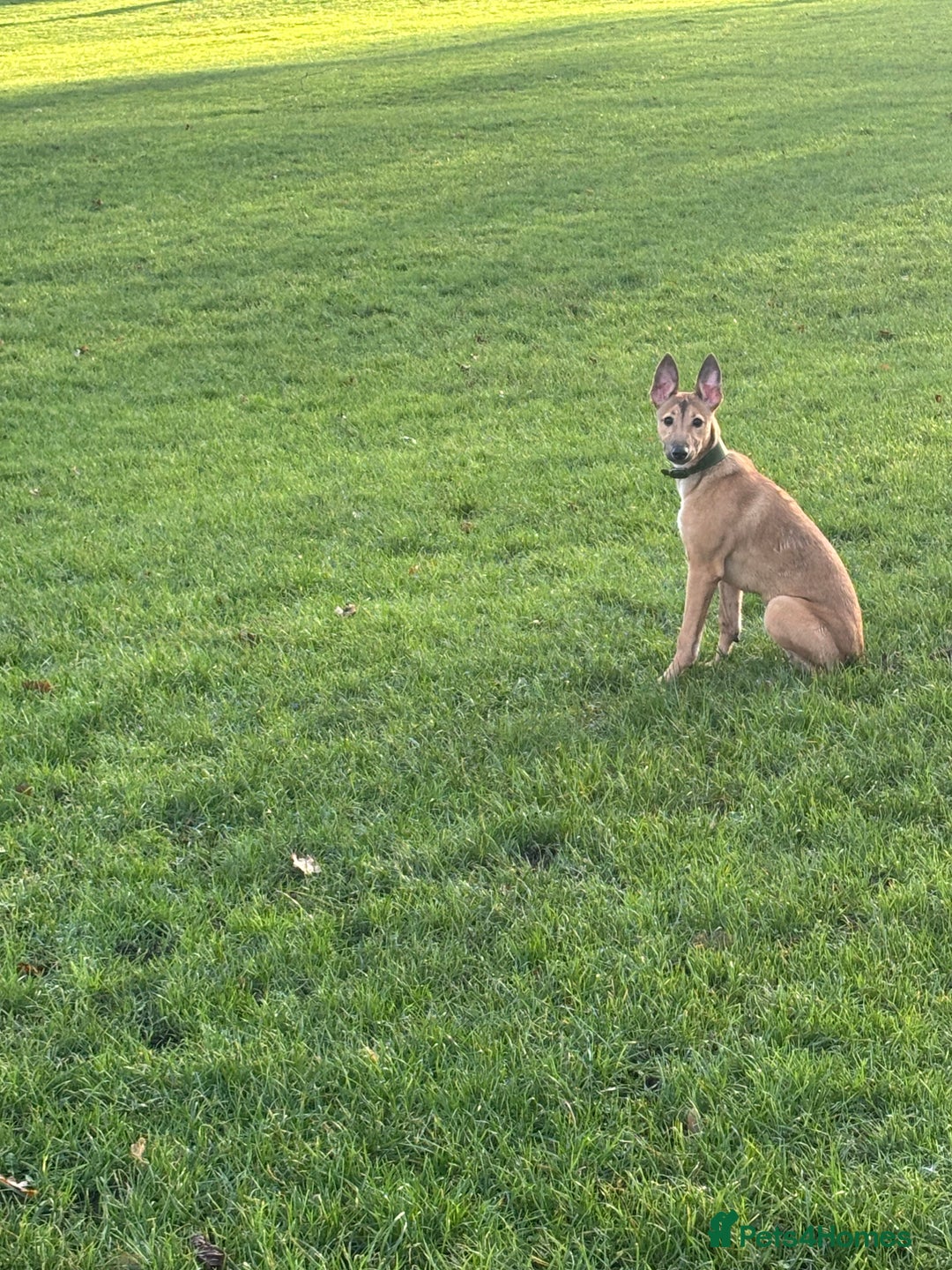 Mixed Breed dogs for sale: Whippet x Collie - Advert 7