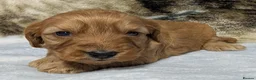 Cockapoo dogs for sale: Stunning DNA clear F1 Cockapoo puppies  - Advert 8