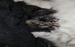 Persian cats for sale: Tabby female with full set up ready to go. - Image 35