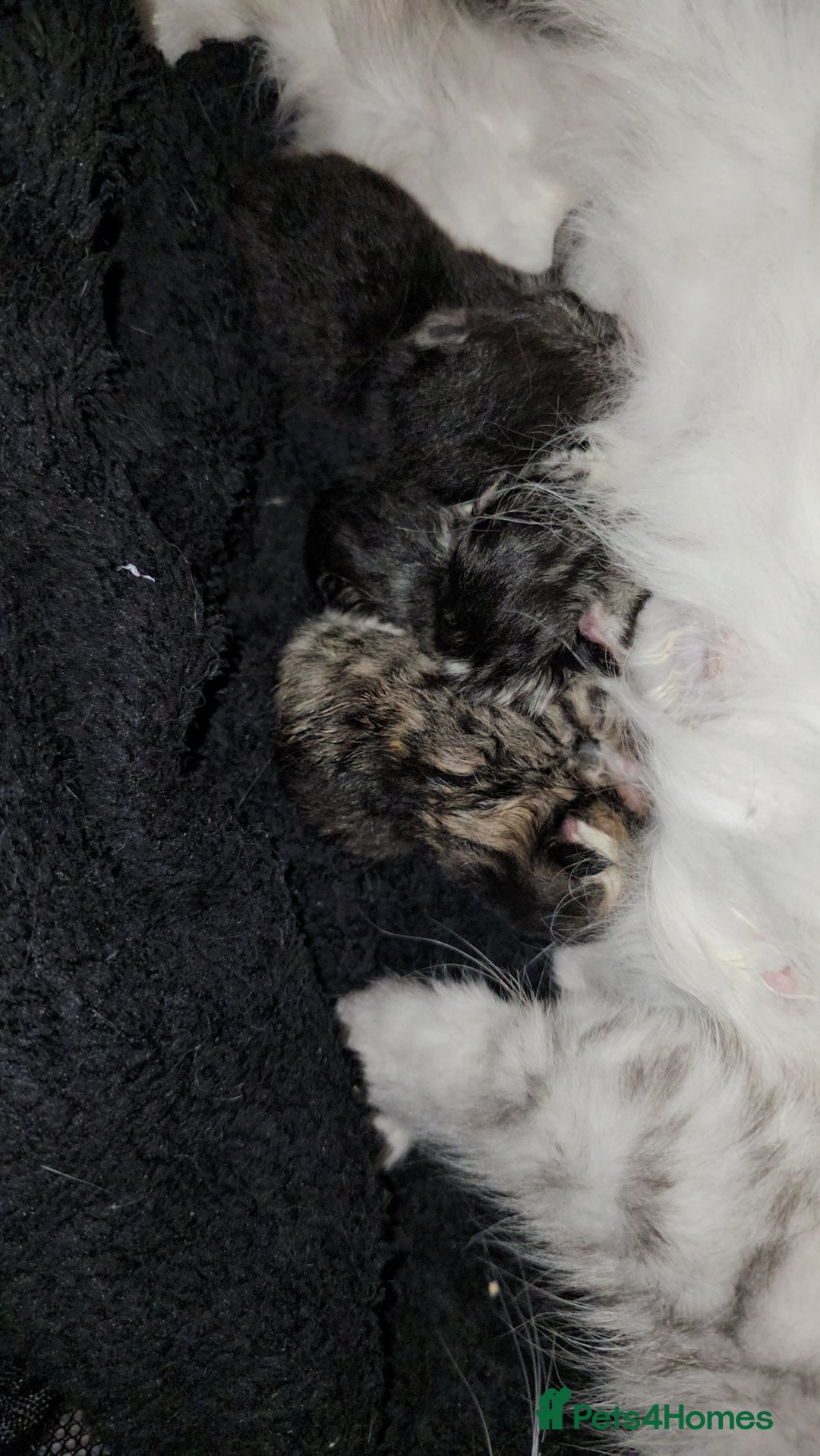 Persian cats for sale: Tabby female with full set up ready to go. - Image 35
