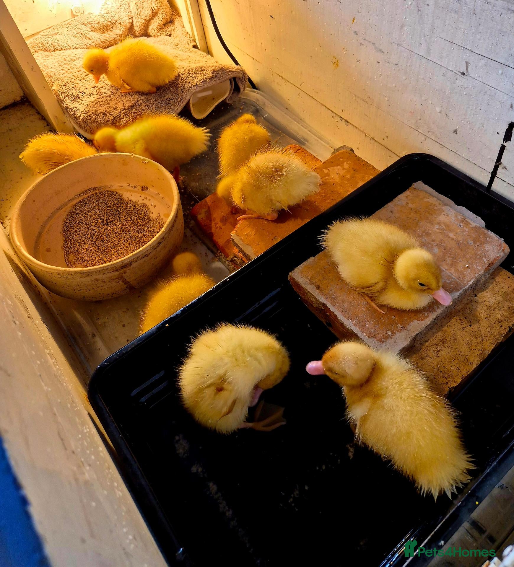 Ducks poultry Cherry Valley Ducklings - Advert 5