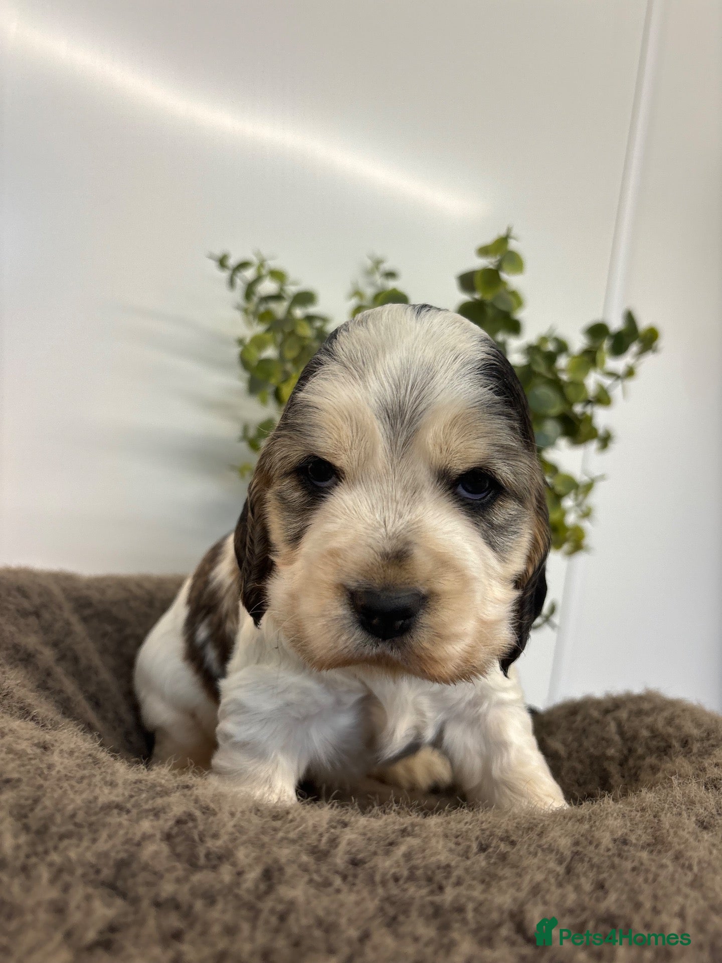 Cocker Spaniel dogs 🤎 KC show cocker spaniels 🤎 - Advert 1