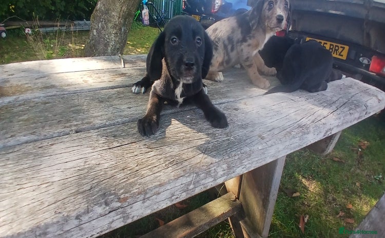 Mixed Breed dogs - Advert 1