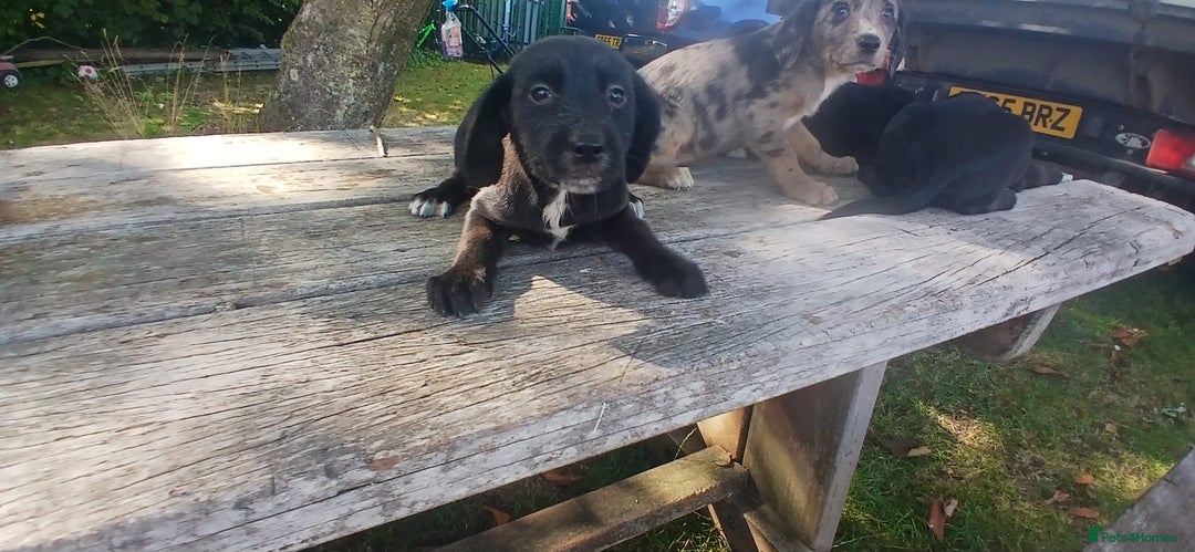Mixed Breed dogs for sale: Puppy’s  - Image 1