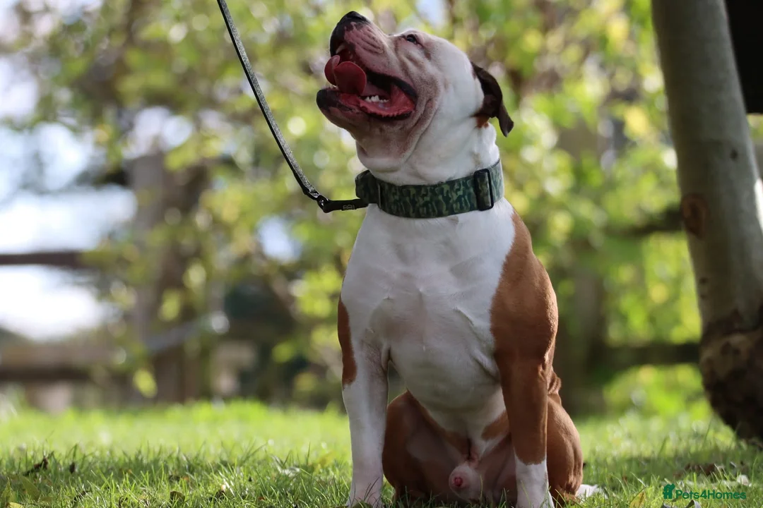 Mixed Breed dogs for sale: American bulldog x Staffordshire Bull terrier  in Guildford - Advert 2