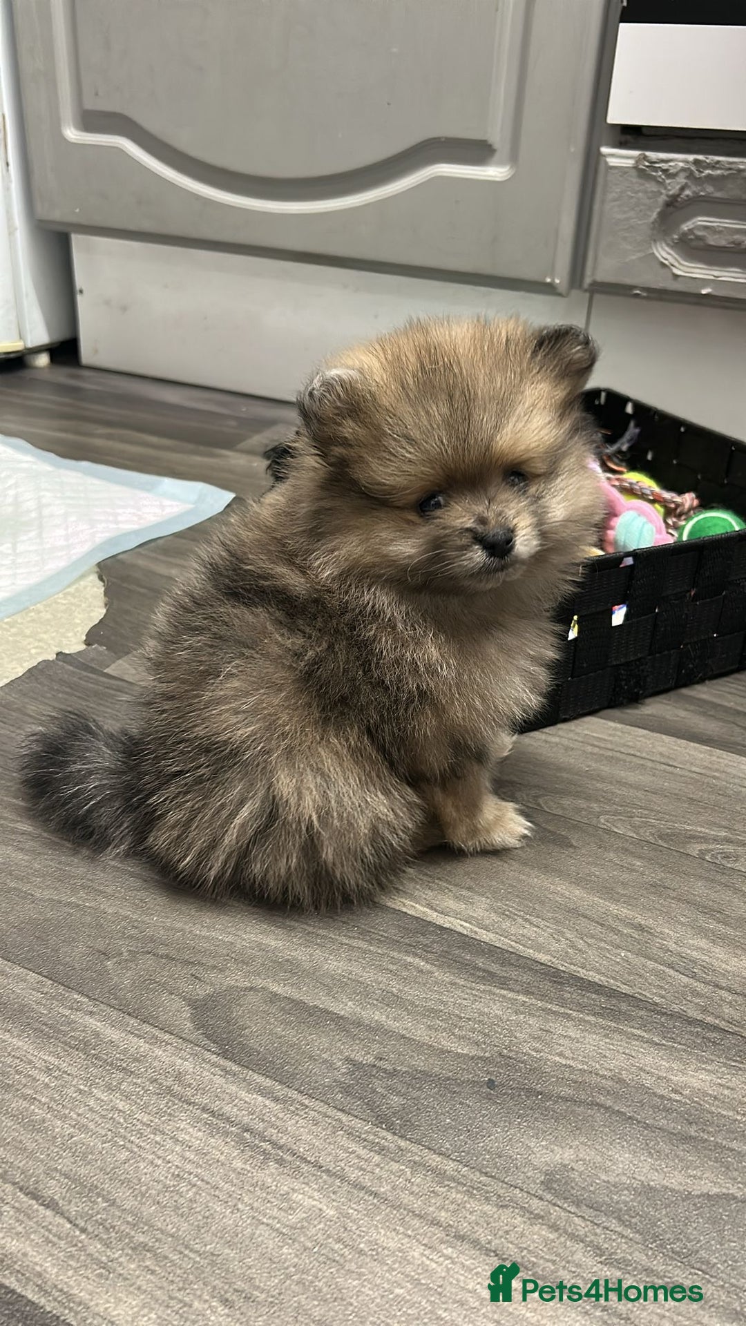 Pomeranian dogs for sale: Litter of pomeranians  - Advert 26