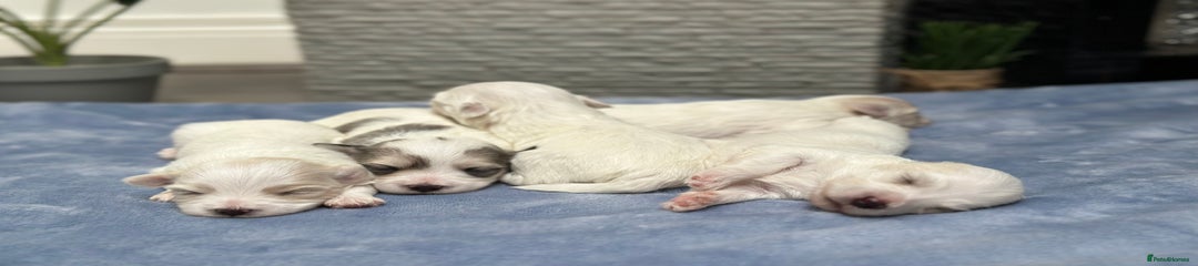 Maltese Puppy 4