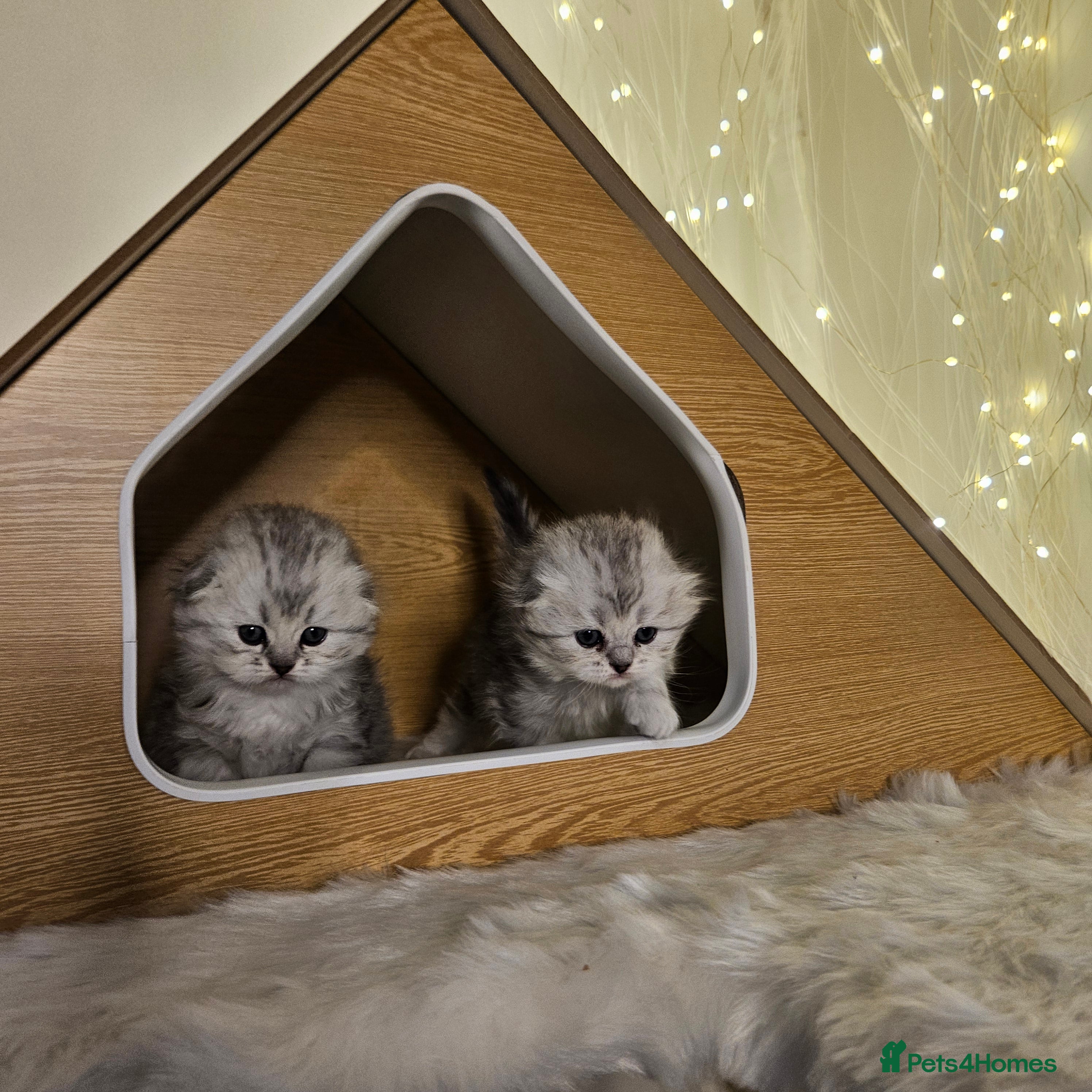 Scottish Fold cats Reduced💥Scottishfold show quilty kittenss london  - Advert 6