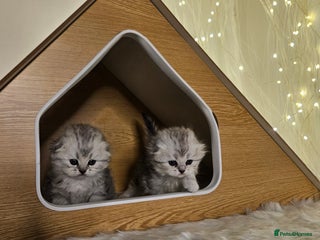 Scottish Fold cats TICA Scottish fold show quilty kittenss london - Advert 4