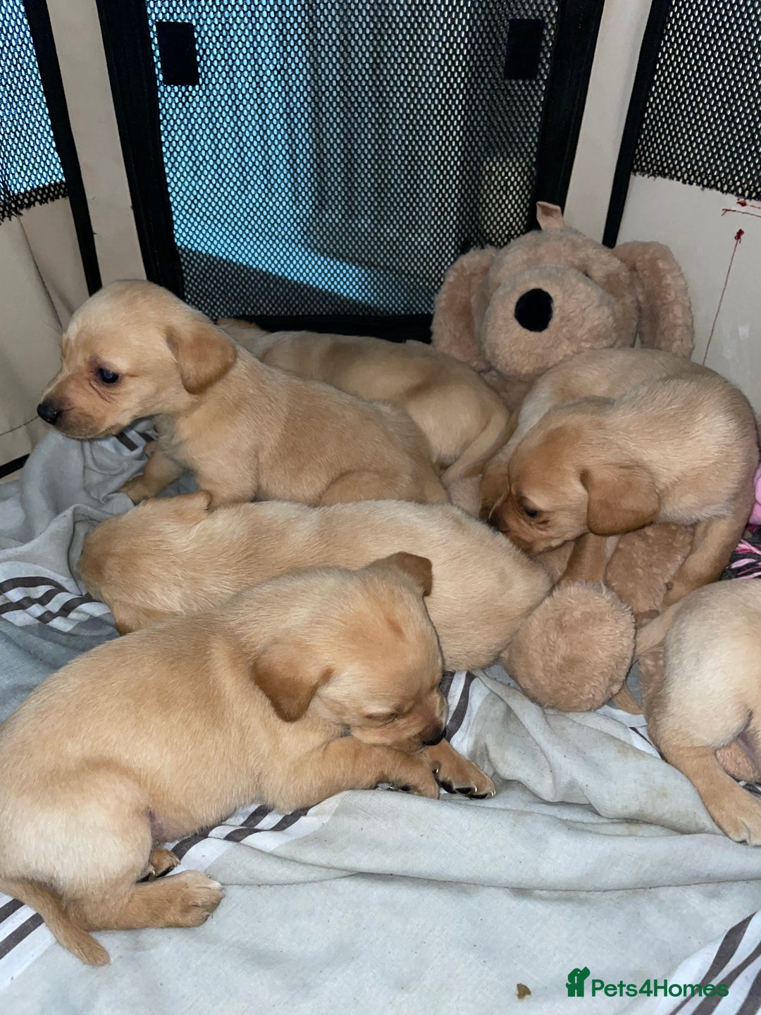 Labrador Retriever dogs for sale: Labrador puppies deposit secures - Advert 13