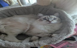 Ragdoll cats for sale: Ragdoll kitten - Advert 2