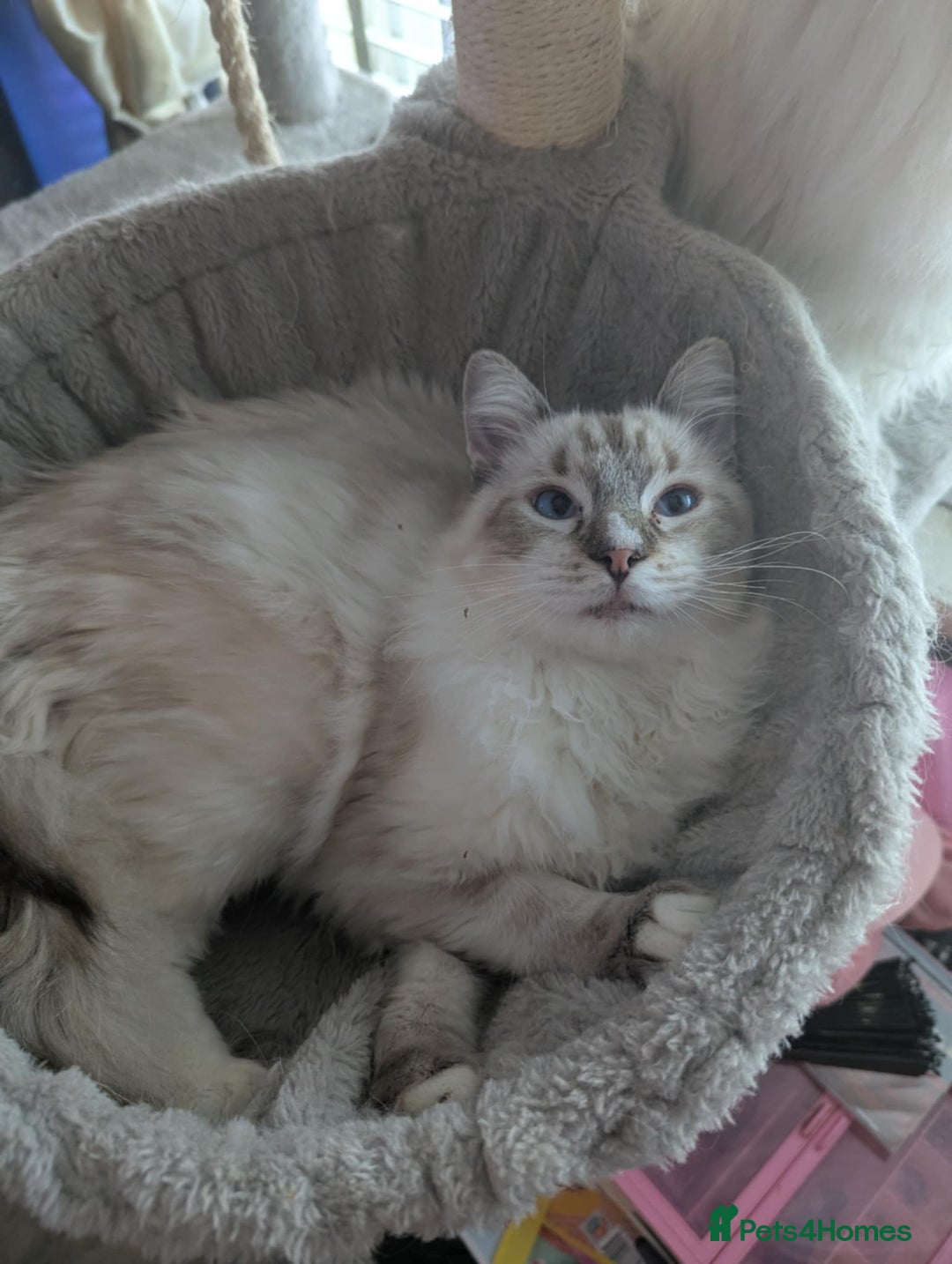 Ragdoll cats for sale: Ragdoll kitten - Advert 2