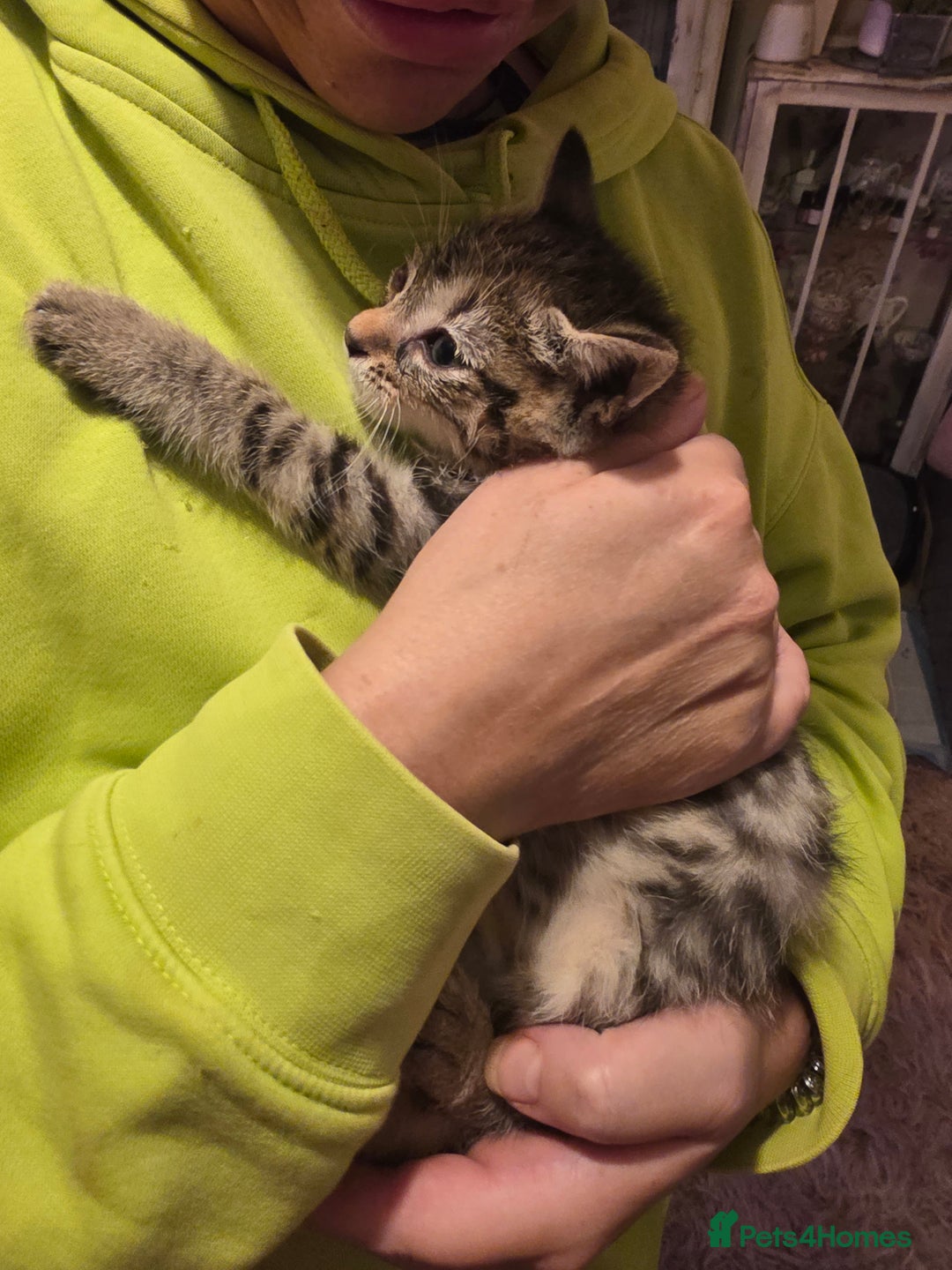 Mixed Breed cats for sale: Tabby mixed stunning litter - Image 17