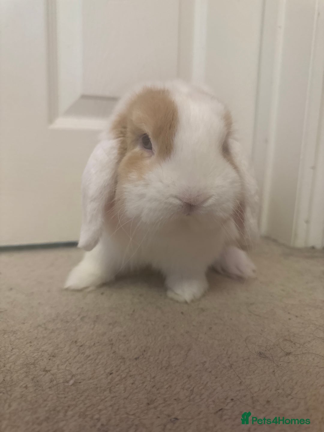 Mini Lop rabbits for sale: Male mini lop in need of friends - Advert 2