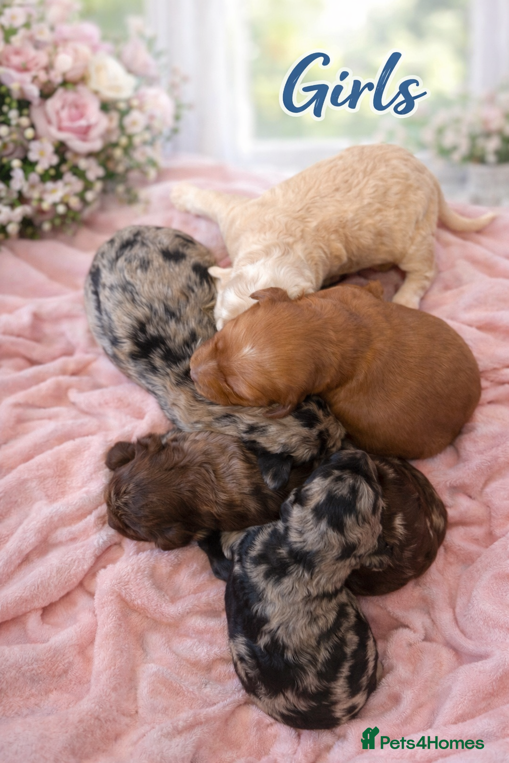 Australian Labradoodle dogs AUSTRALIAN LABRADOODLE PUPPIES - Advert 3