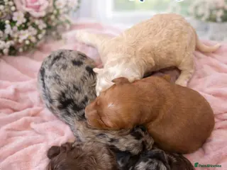 Australian Labradoodle dogs AUSTRALIAN LABRADOODLE PUPPIES - Advert 3