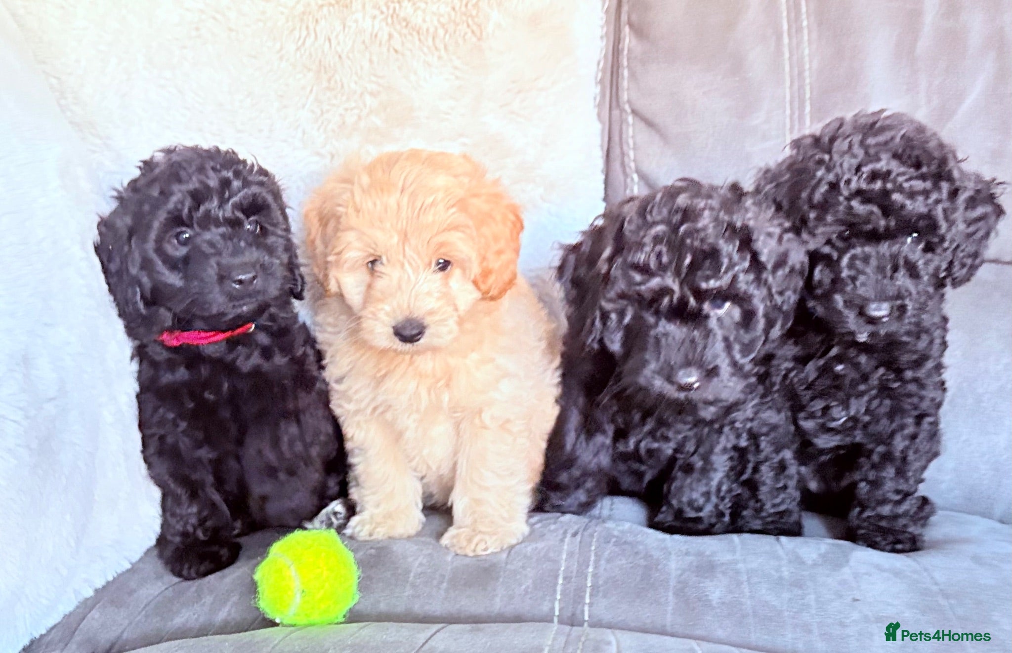 Bordoodle dogs Miniature Bordoodle Puppies F1BBB - Advert 2