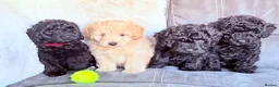 Bordoodle dogs for sale: Miniature Bordoodle Puppies F1BBB in South Shields - Advert 1