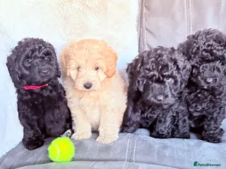Bordoodle dogs Miniature Bordoodle Puppies F1BBB - Advert 2