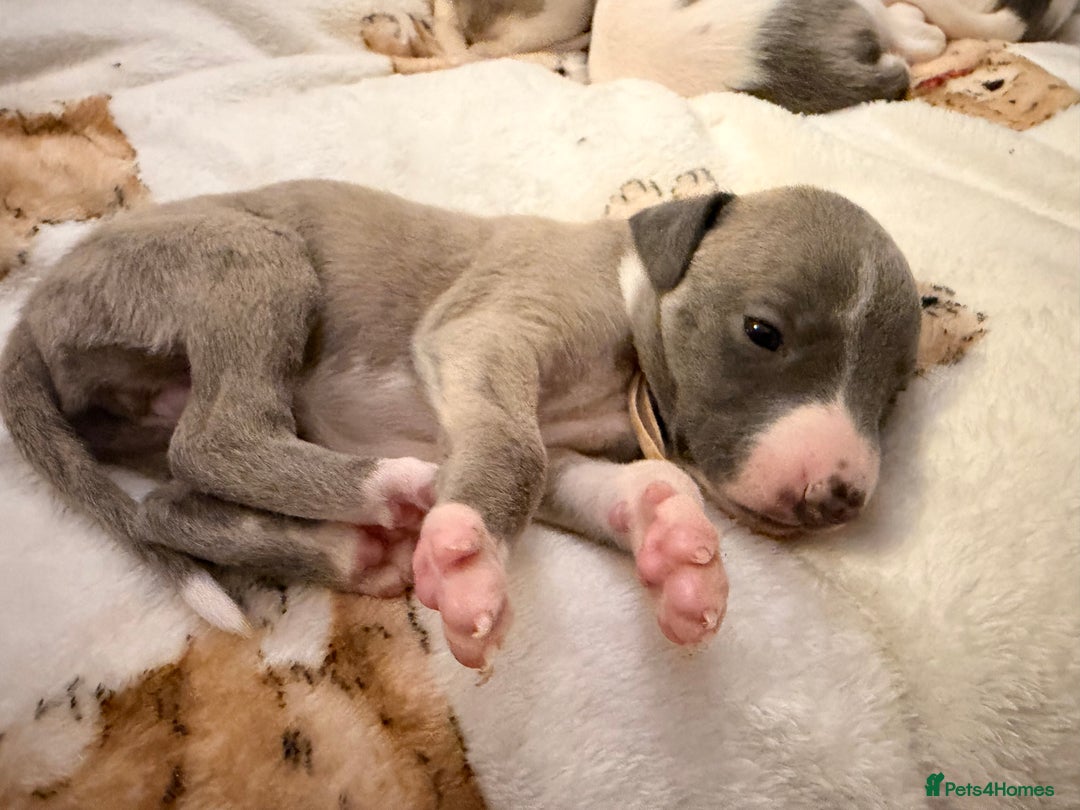 Whippet dogs for sale: Whippets  - Advert 16