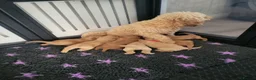 Cockapoo dogs for sale: Beautiful Home-Raised F1b toy Cockapoo Puppies  - Advert 17