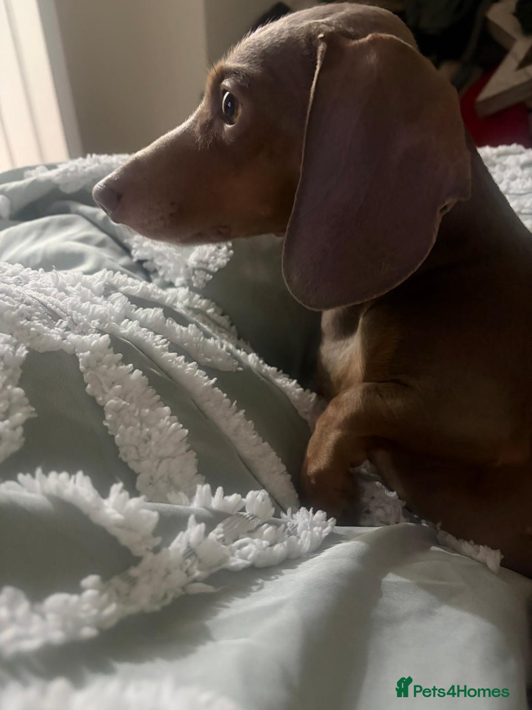 Miniature Dachshund dogs for stud: Isabella and tan for stud  - Advert 3