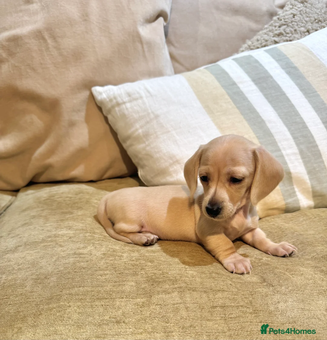 Miniature Dachshund dogs for sale: Cream miniature dachshunds-Petal’s Perfect Puppies - Advert 8