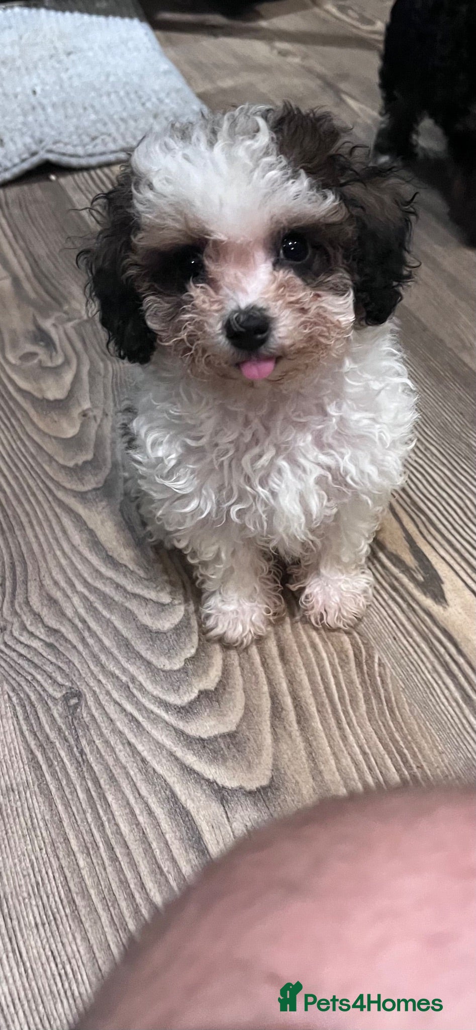 Toy Poodle dogs LAST BOY 3/4 Toy parti poodle puppy  - Advert 1