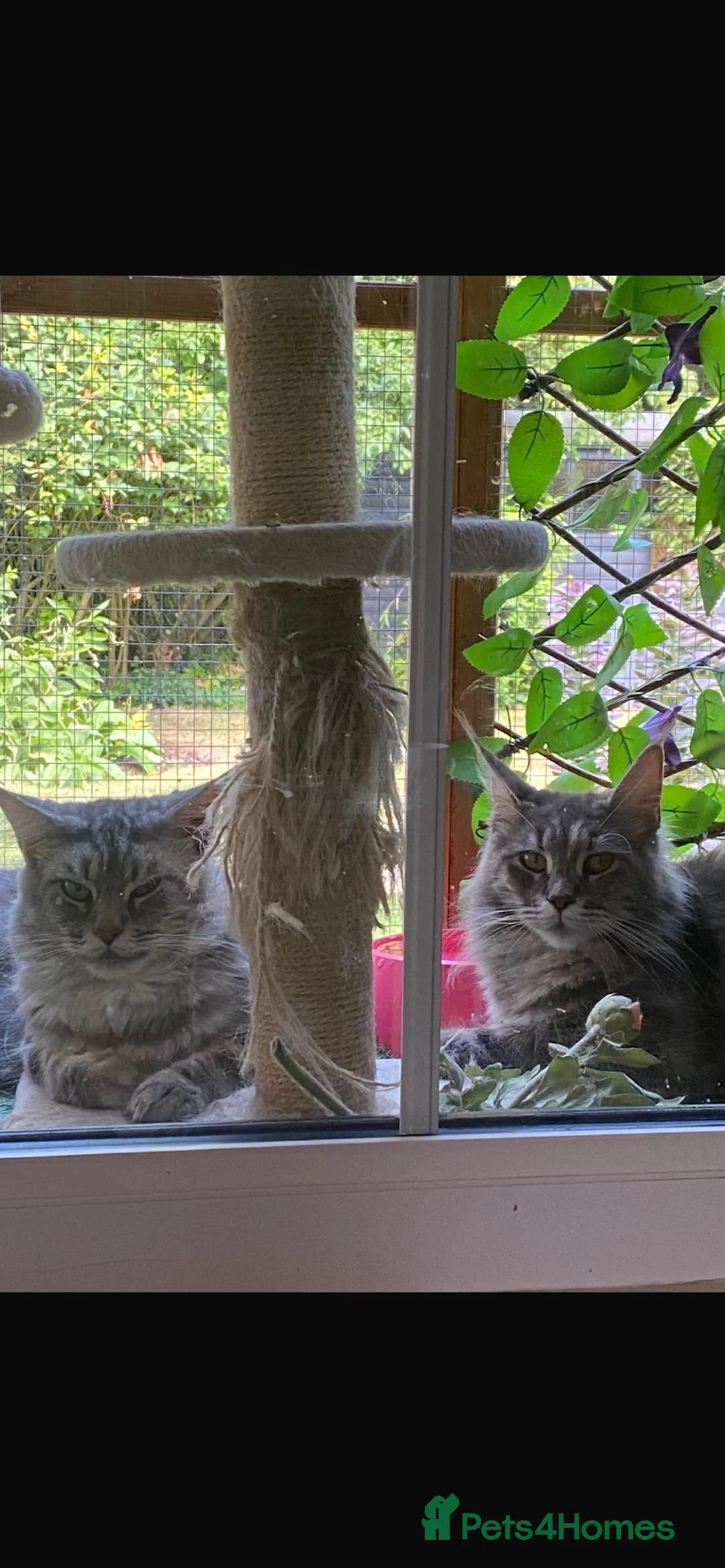 Maine Coon cats for sale: Stunning bundles of fluff and mischief - Advert 10