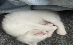 Mixed Breed cats for sale: Adorable Kittenss Ready For Reservation - Image 5